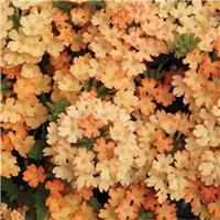 Verbena hybrida Obsession Apricot