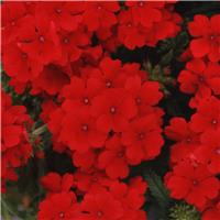 Verbena hybrida Quartz XP - Scarlet