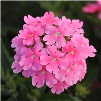 Verbena hybrida Quartz XP - Pink