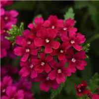 Verbena hybrida Quartz XP - Bordeaux
