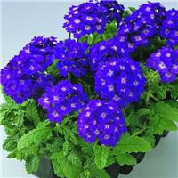 Verbena hybrida Quartz XP - Blue
