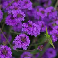 Verbena rigida Santos Purple