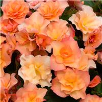 Begonia Fountain Peach - In Bud & Bloom