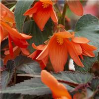 Begonia Bossa Nova Night Fever Papaya