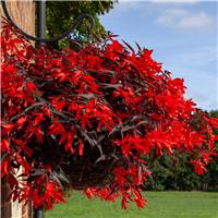 Begonia Bossa Nova Night Fever Rosso