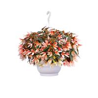 Begonia Groovy Salmon