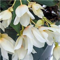 Begonia Groovy White