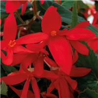 Begonia Groovy Red