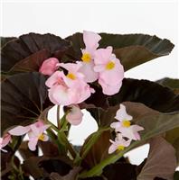 Begonia Stonehedge Light Pink Bronze Leaf
