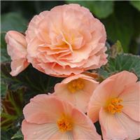 Begonia Fortune Pink