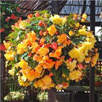 Begonia Illumination Apricot Shades
