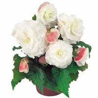 Begonia Non Stop Appleblossom