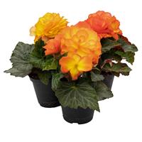 Begonia Non Stop Flame