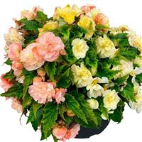 Begonia Non Stop Joy Peaches & Dreams