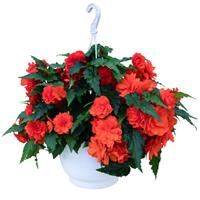 Begonia Non Stop Joy Orange