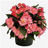 Begonia Non Stop Joy Rose Picotee