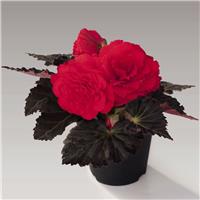 Begonia Non Stop Mocca Cherry