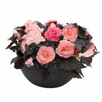 Begonia Non Stop Mocca Light Pink Shades