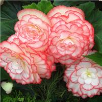 Begonia Non Stop Rose Picotee