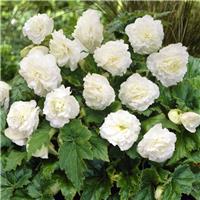 Begonia Non Stop White
