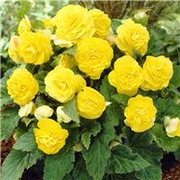 Begonia Non Stop Yellow