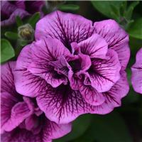 Petunia Double Cascade Plum Vein