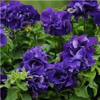 Petunia Grandflora Double Cascade Blue