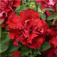 Petunia Grandflora Double Cascade Valentine