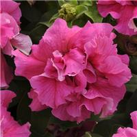 Petunia Grandflora Double Cascade Pink