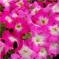 Petunia Grandflora Limbo Rose Morn