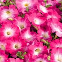 Petunia Grandflora Storm Pink Morn