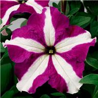 Petunia Grandflora Tritunia Purple Star