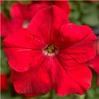 Petunia Grandflora Tritunia Red