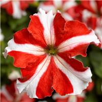 Petunia Grandflora Tritunia Red Star