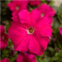 Petunia Grandflora Tritunia Rose