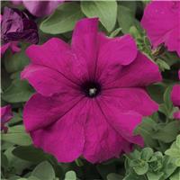 Petunia Grandflora Tritunia Purple