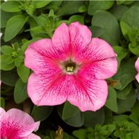 Petunia Grandflora Tritunia Pink Veined