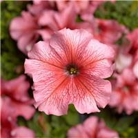 Petunia Grandflora Tritunia Salmon Veined