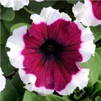 Petunia Hybrida Dreams Burgundy Picotee