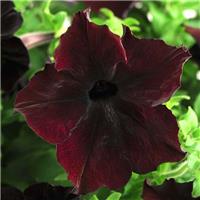 Petunia Hybrida Sophistca Blackberry