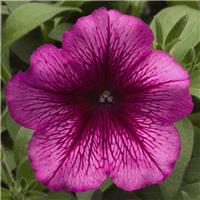 Petunia Multiflora Hurrah Plum