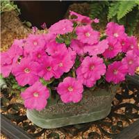 Petunia Multiflora Hurrah Pink