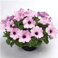 Petunia Ramblin Amethyst