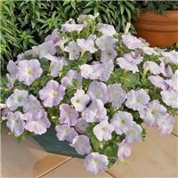 Petunia Ramblin Lilac Glow