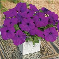 Petunia Ramblin Violet
