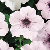 Petunia Hybrida Tidal Wave Silver
