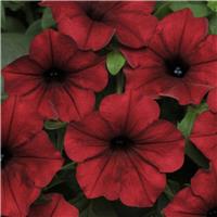 Petunia Hybrida Tidal Wave Red Velour