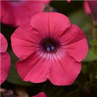 Petunia Hybrida Tidal Wave Hot Pink