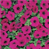 Petunia Hybrida Wave Purple Classic