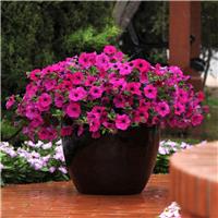 Petunia Hybrida Wave Purple